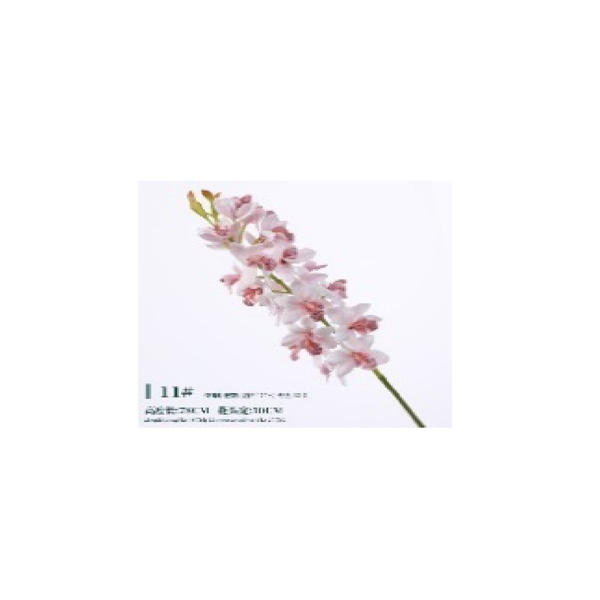 Little Cymbidium